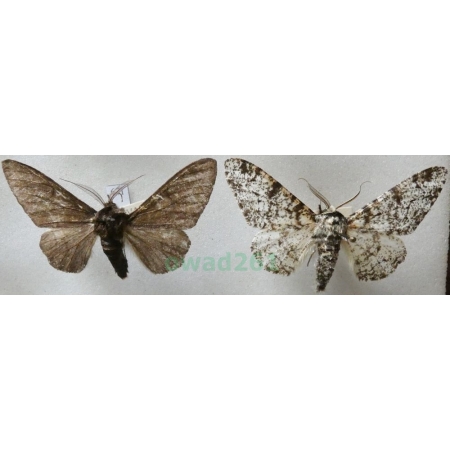 Biston betularia (Linnaeus, 1758) 2xmale Krępak nabrzozak Czech67l